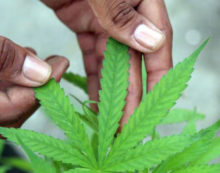 Cannabis could prevent diabetes, according to experts