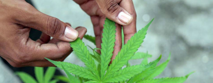 Cannabis could prevent diabetes, according to experts