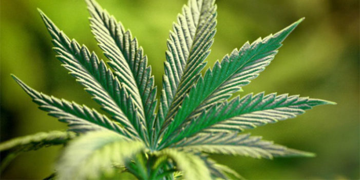 Nine myths and truths of marijuana