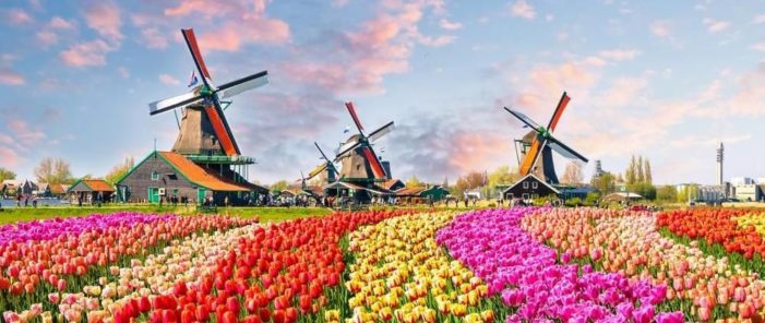 Cannabis laws in Netherlands