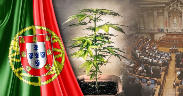 Portugal legalizes the Medicinal Cannabis