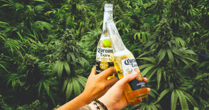 Corona beer owner invests Millions in Cannabis