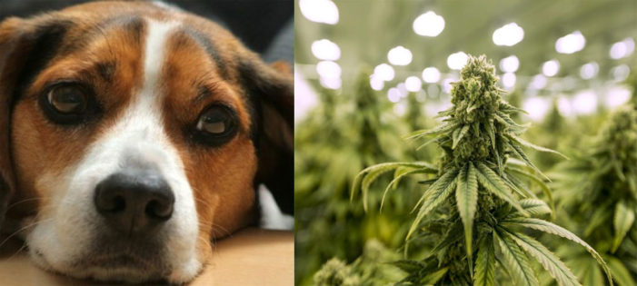 Is marijuana dangerous for your pet?