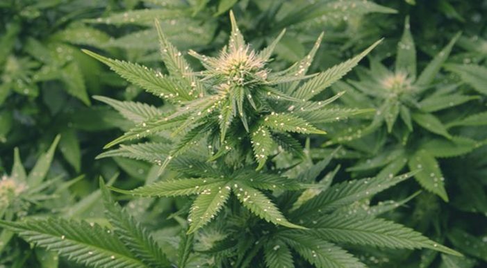 Fungus gnats and cannabis plants