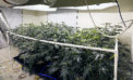 Growing Marijuana Indoors: A Beginners Guide