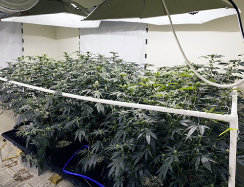 Growing Marijuana Indoors: A Beginners Guide