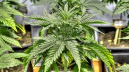Understanding Marijuana Grow Mediums