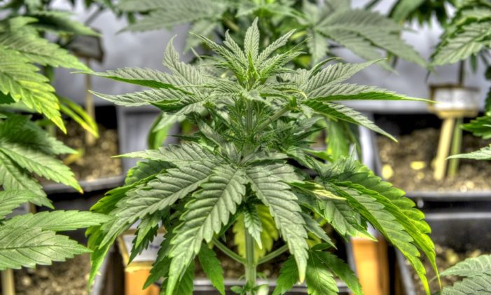 Understanding Marijuana Grow Mediums