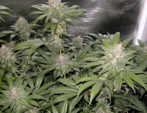 Helpful Tips Before You Start Your Grow