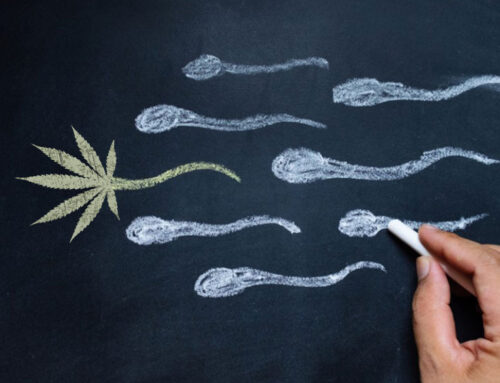 Cannabis users are sperm charged.