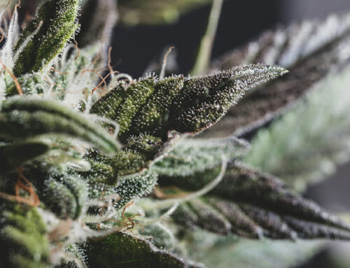 Exploring the Diversity of Cannabis Varieties: A Comprehensive Overview