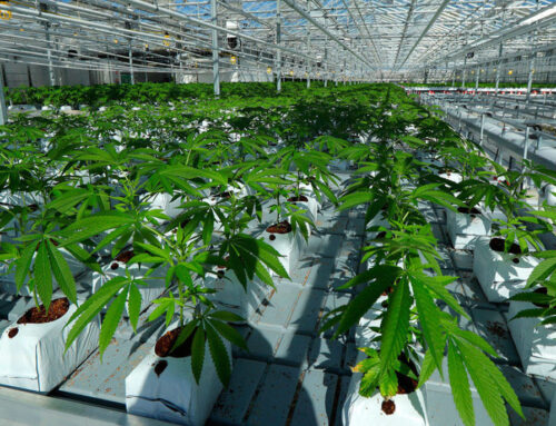 Companies Investing Millions in Cannabis – Claiming it’s One of the Big Businesses of the Future
