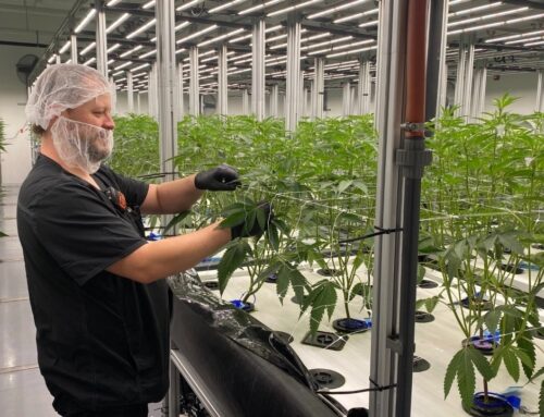 Aeroponic cannabis cultivation offers benefits, but high-tech method is rare